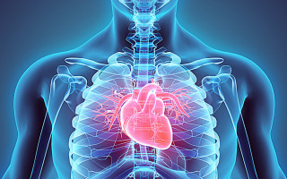 Расположение сердца у человека в грудной клетке: норма и патология