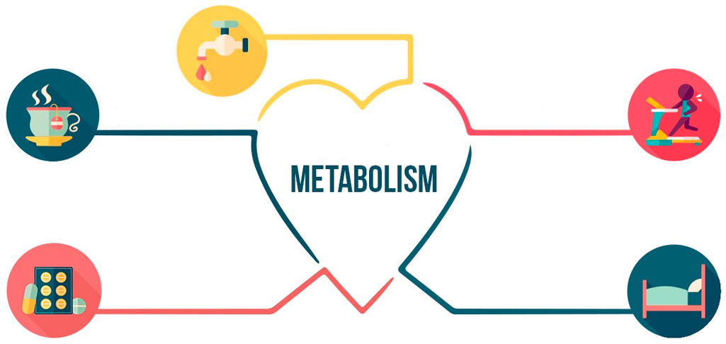 метаболизм