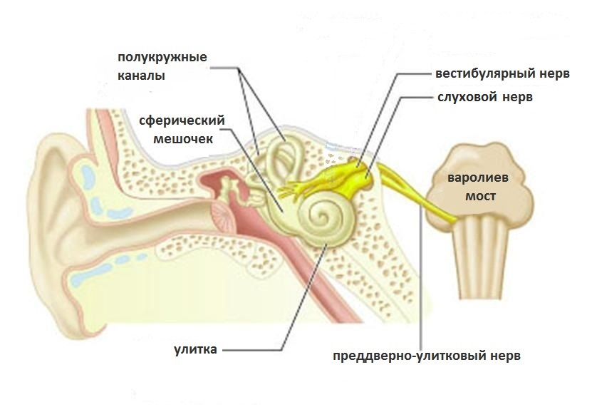 схема внутреннего уха