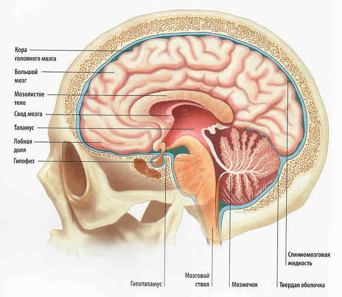схема головного мозга